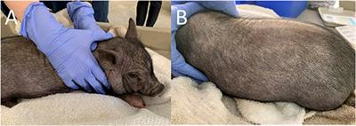 Afoxolaner as a Treatment for a Novel Sarcoptes scabiei Infestation in a Juvenile Potbelly Pig